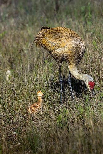 An adult sandhill crane with young colt look for bugs to eat. Art Print